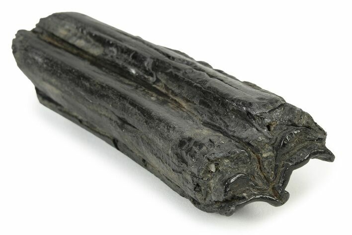 Pleistocene Aged Fossil Horse Tooth - South Carolina #231738